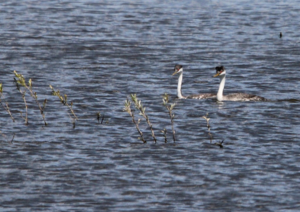 Western Grebe - ML620620277