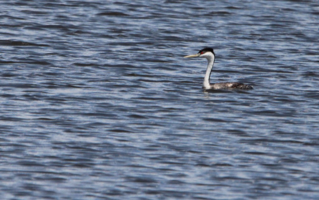 Western Grebe - ML620620278