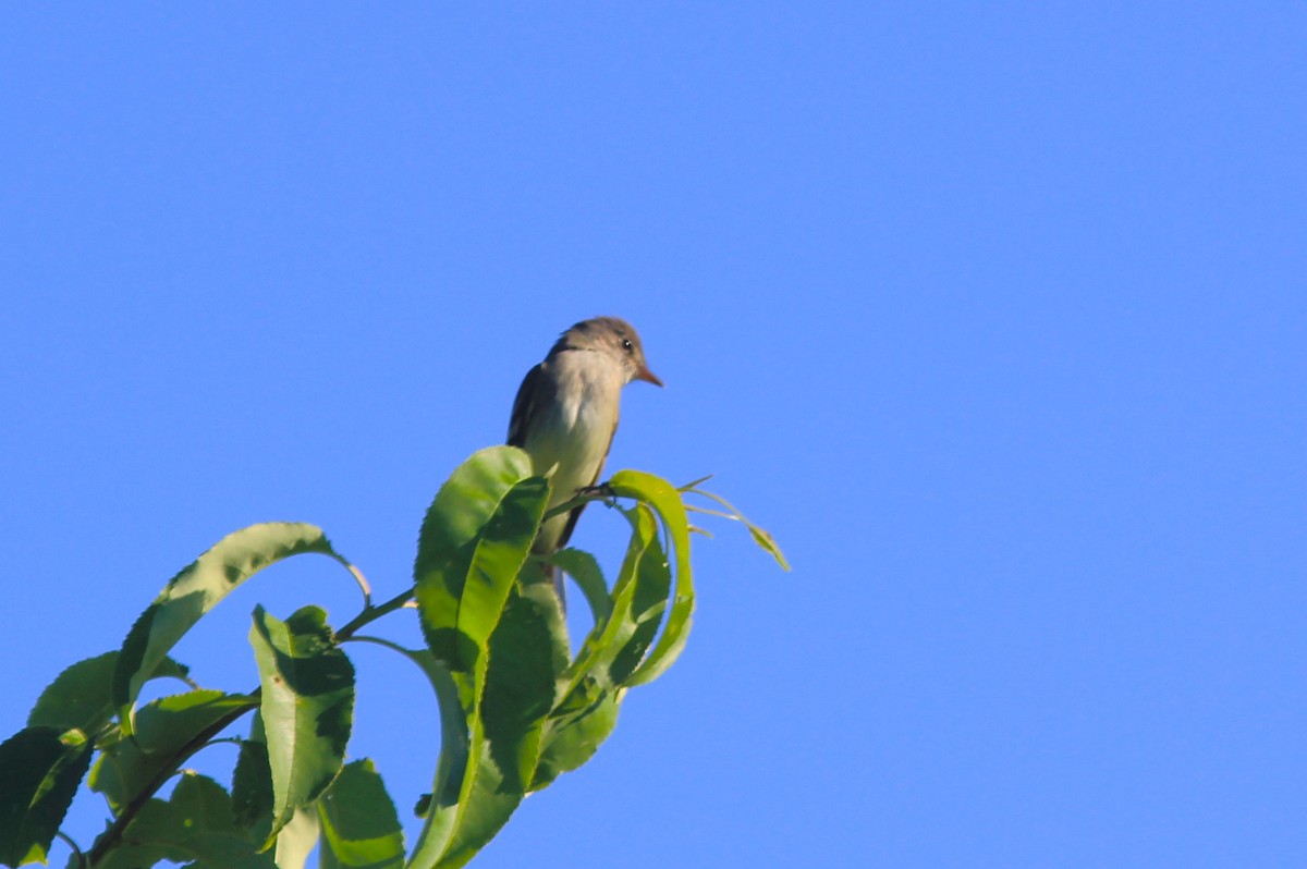 Willow Flycatcher - ML620620280