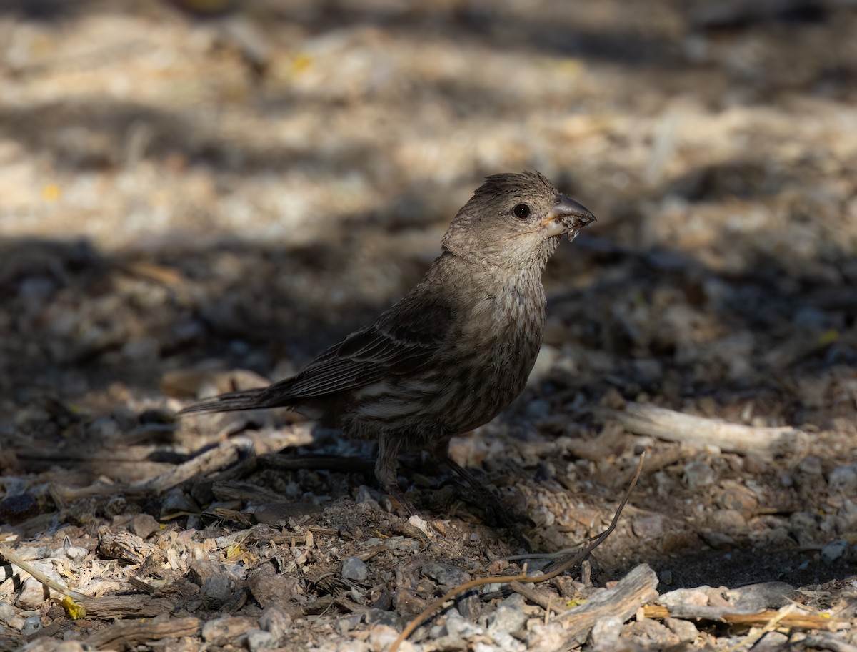 House Finch - ML620620283