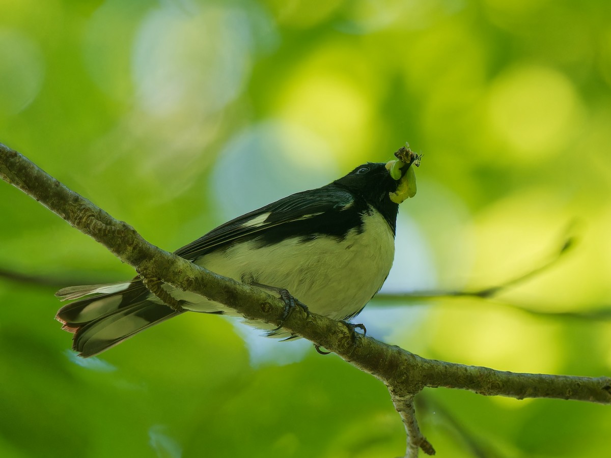 Black-throated Blue Warbler - ML620620285