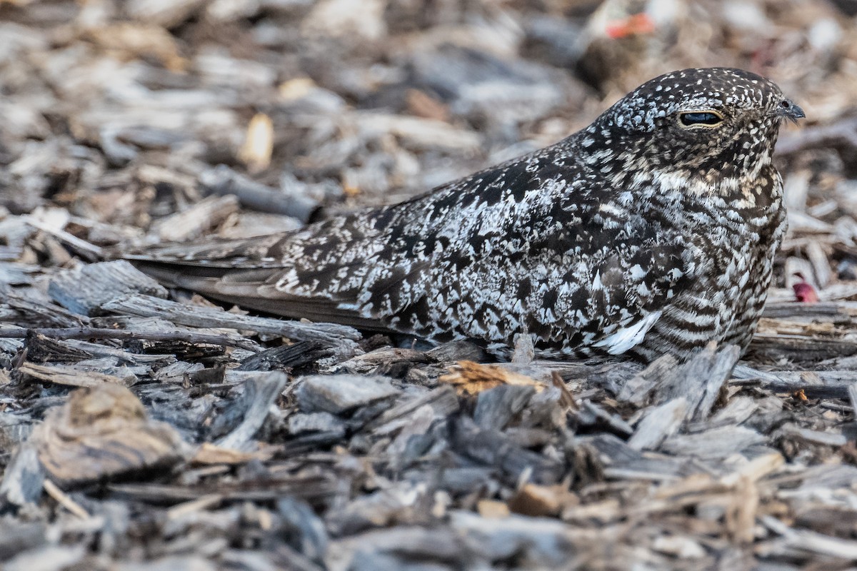 Common Nighthawk - ML620620286