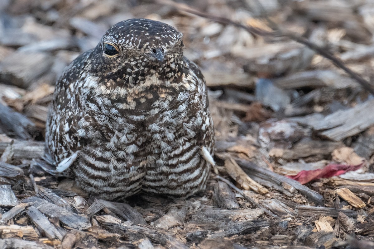 Common Nighthawk - ML620620287