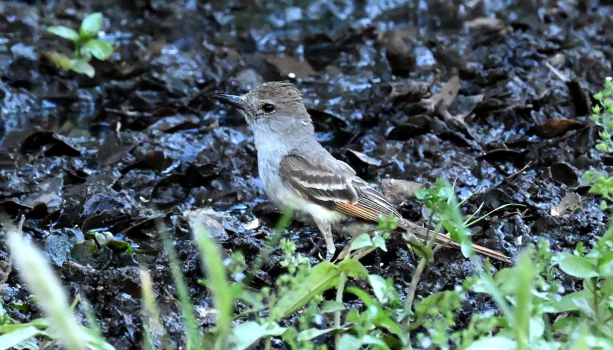 Ash-throated Flycatcher - ML620620288