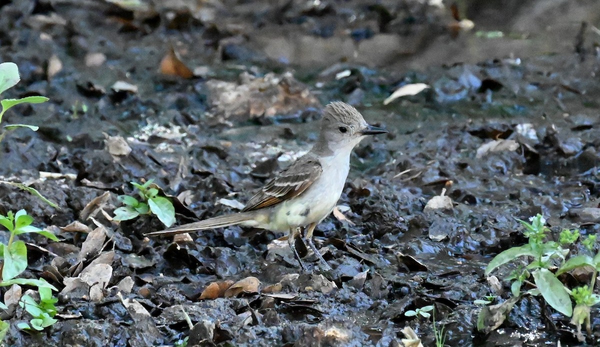 Ash-throated Flycatcher - ML620620289