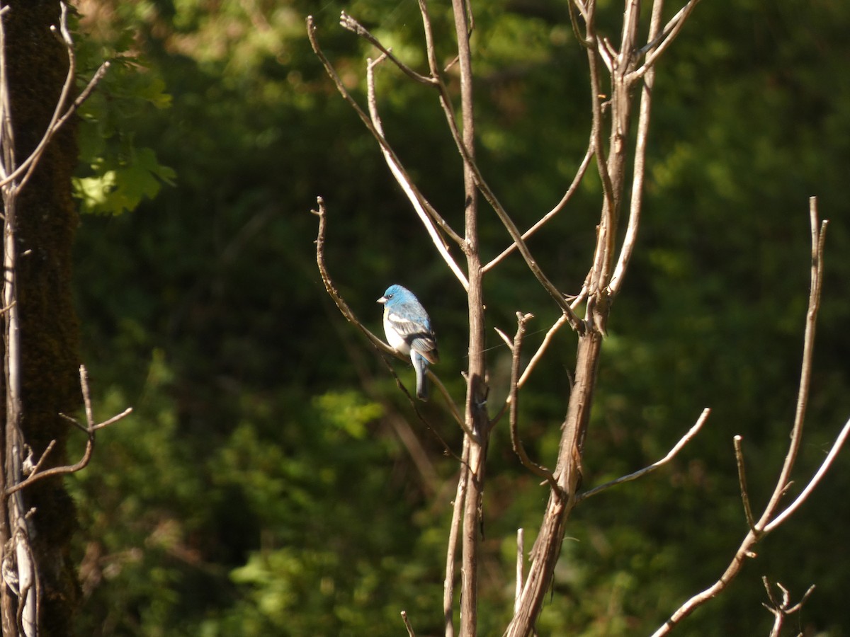 Lazuli Bunting - ML620620290