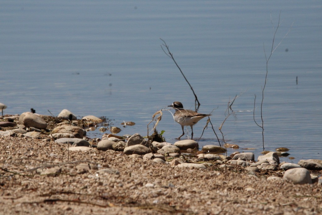 Killdeer - ML620620291