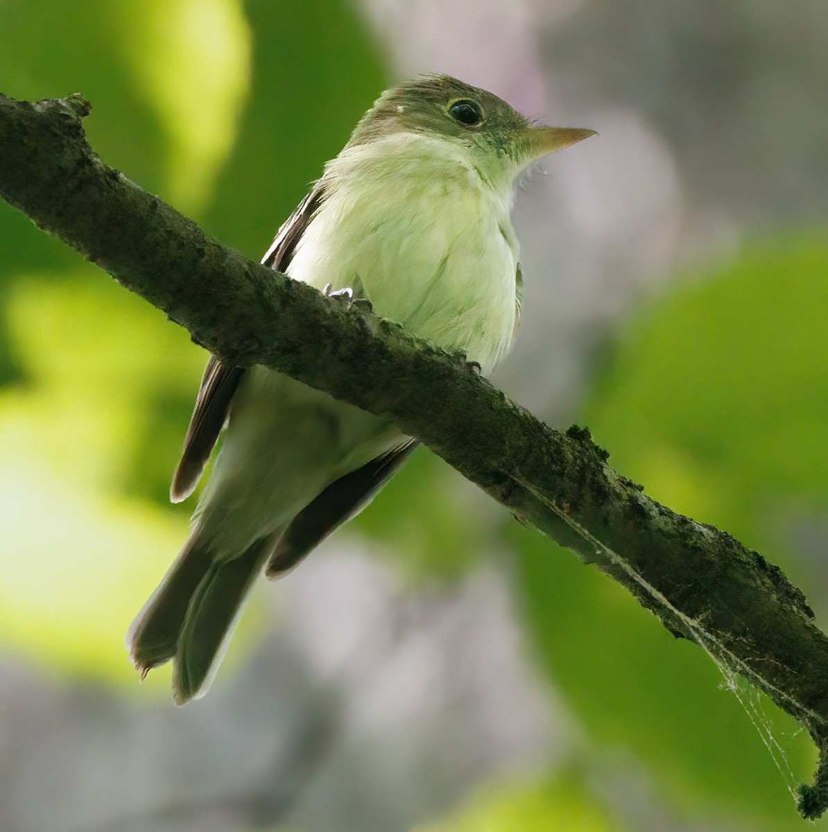 Acadian Flycatcher - ML620620292