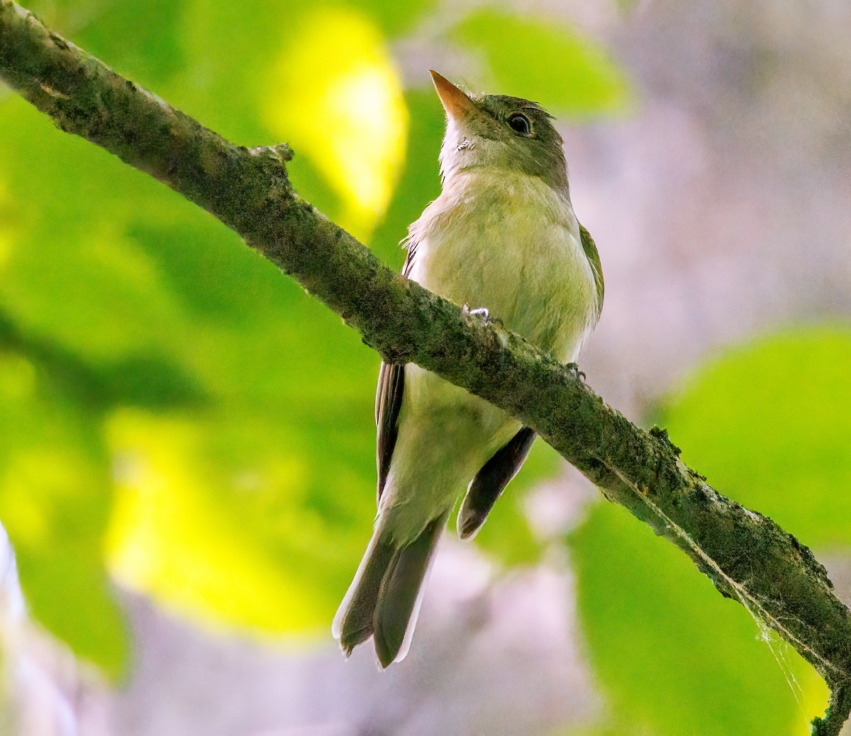 Acadian Flycatcher - Debbie Lombardo