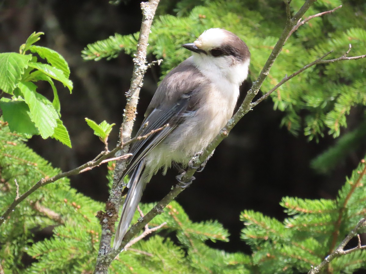 Canada Jay - ML620620294