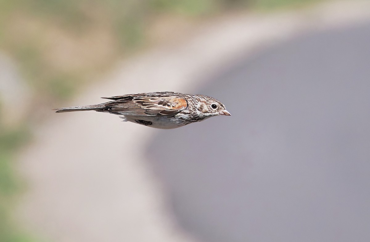 Vesper Sparrow - ML620620297