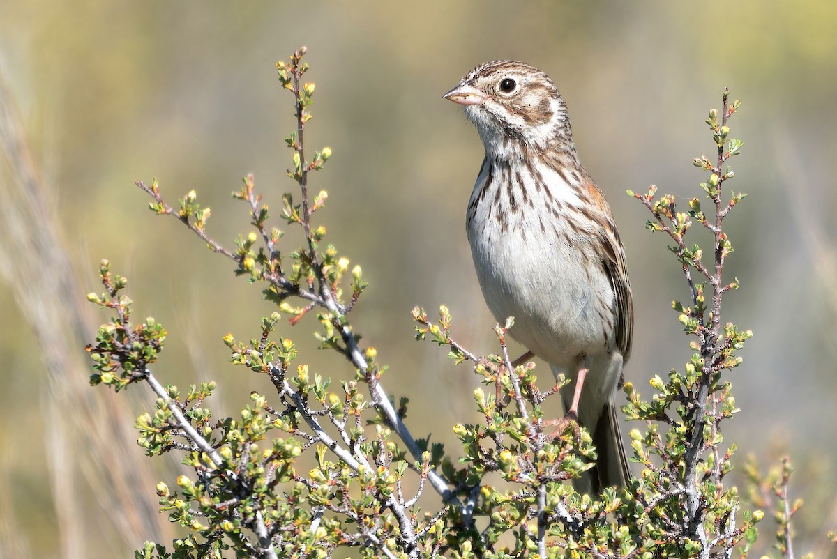 Vesper Sparrow - ML620620298