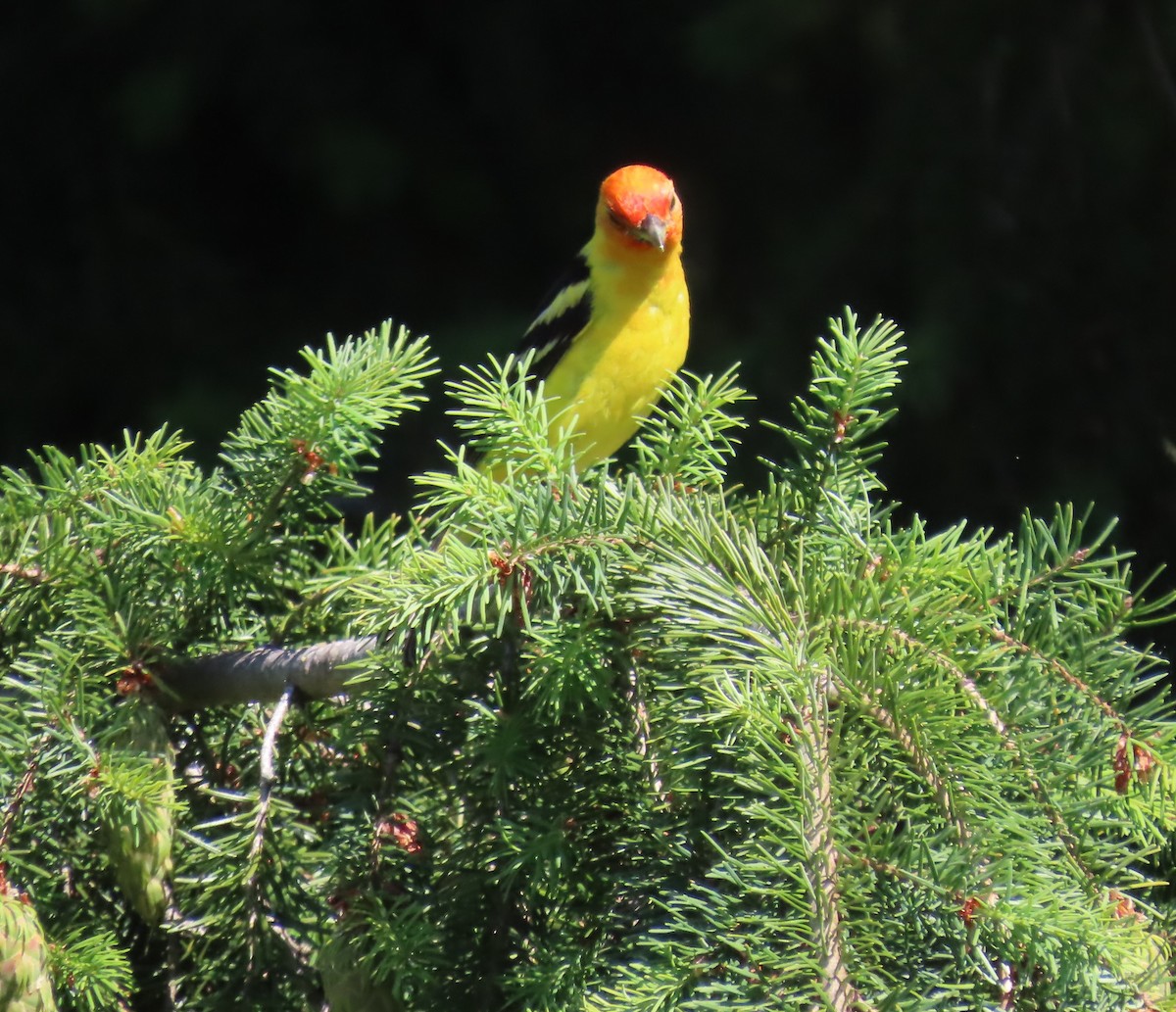 Western Tanager - ML620620300