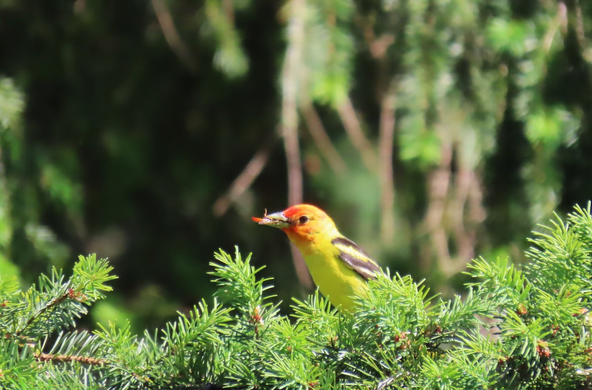 Western Tanager - Diane Yorgason-Quinn