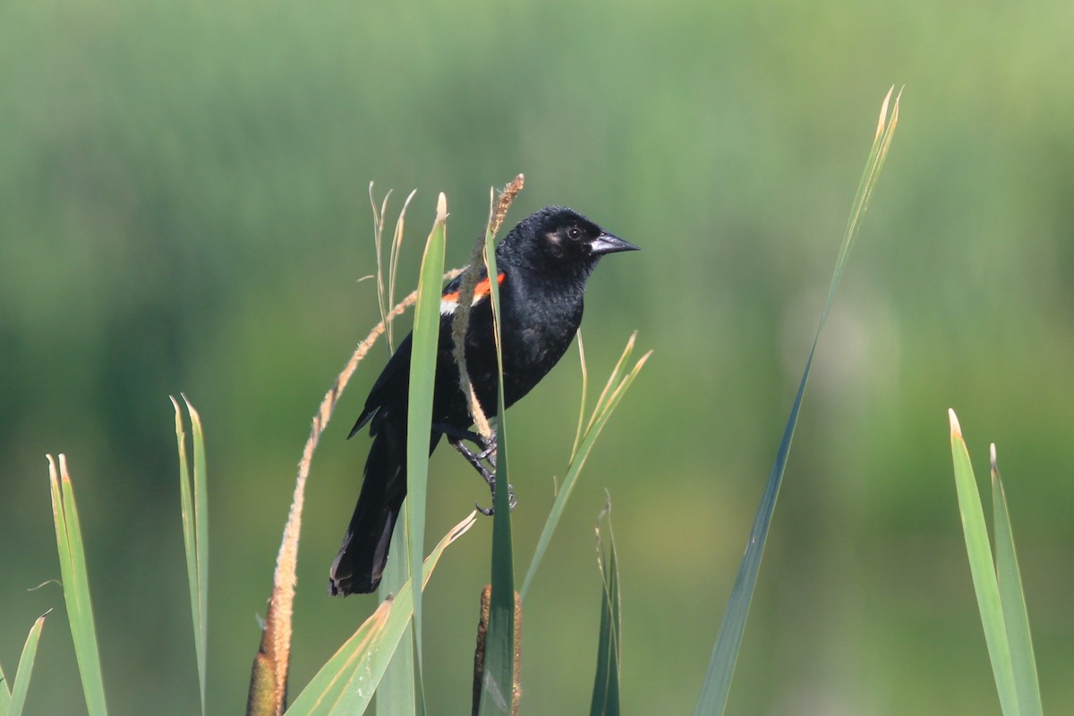 Red-winged Blackbird - ML620620304