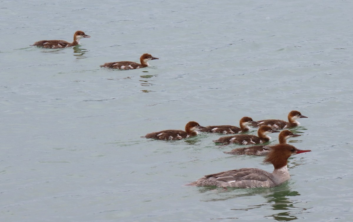 Common Merganser - ML620620306