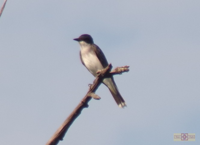 Eastern Kingbird - ML620620308