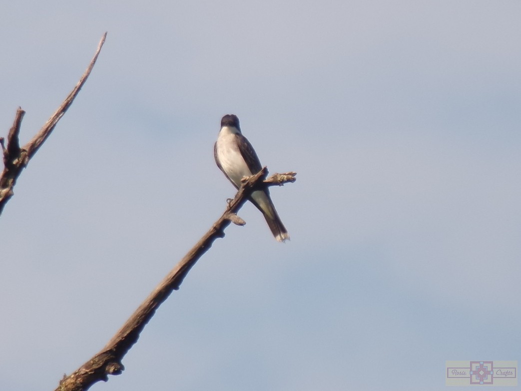 Eastern Kingbird - ML620620311