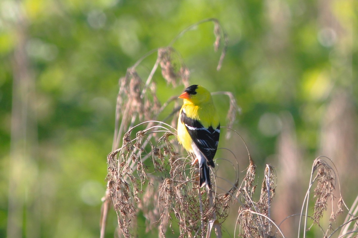 American Goldfinch - ML620620312