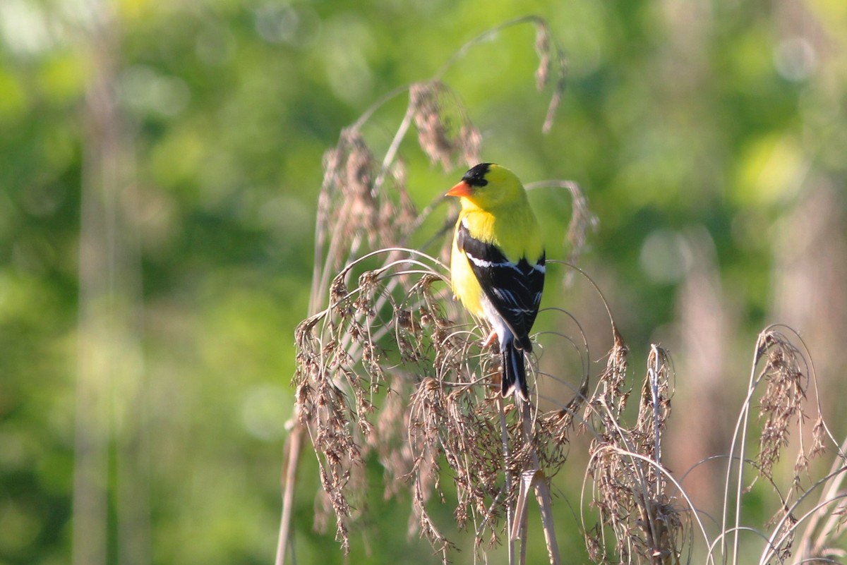 American Goldfinch - Anthony  Popiel