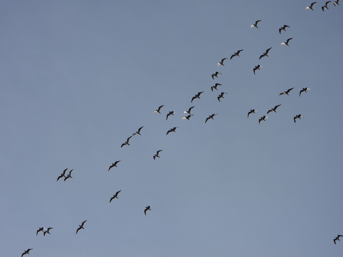 Franklin's Gull - ML620620321