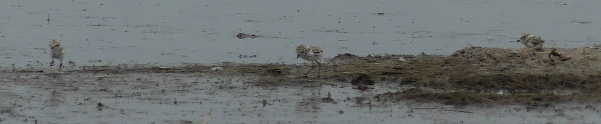 Snowy Plover - ML620620323