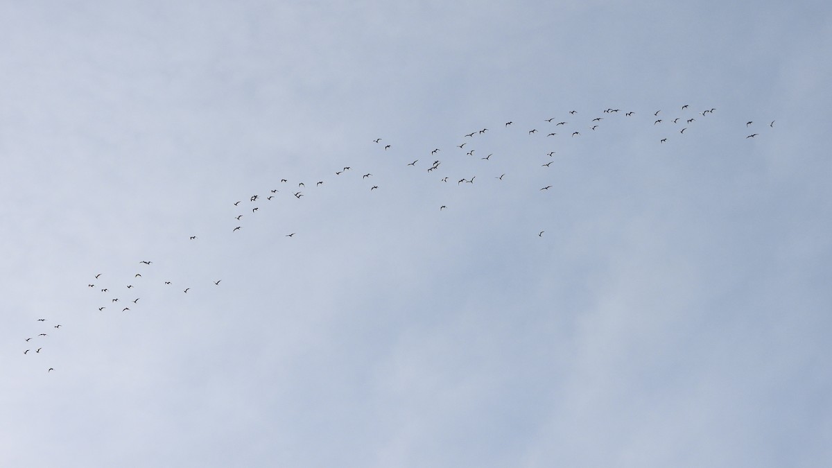 Franklin's Gull - ML620620331