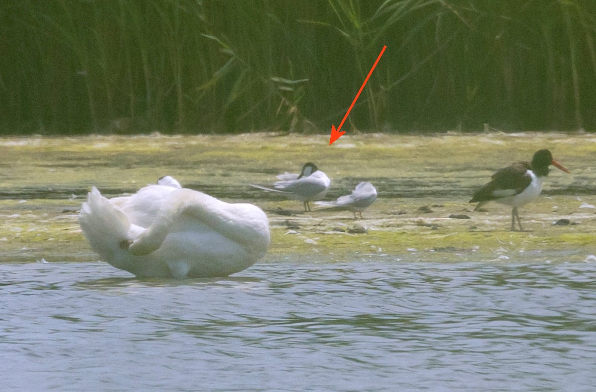 Gull-billed Tern - ML620620332