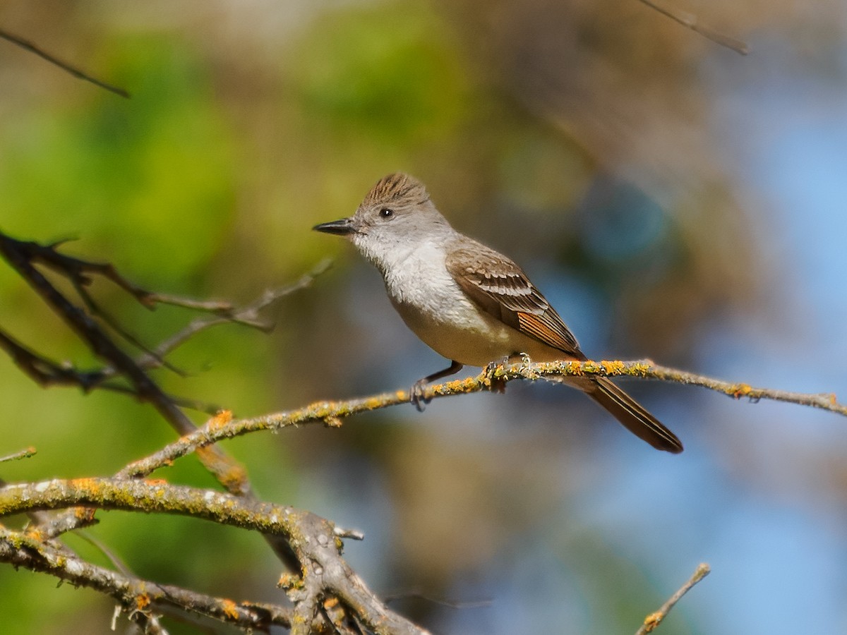 Ash-throated Flycatcher - ML620620333