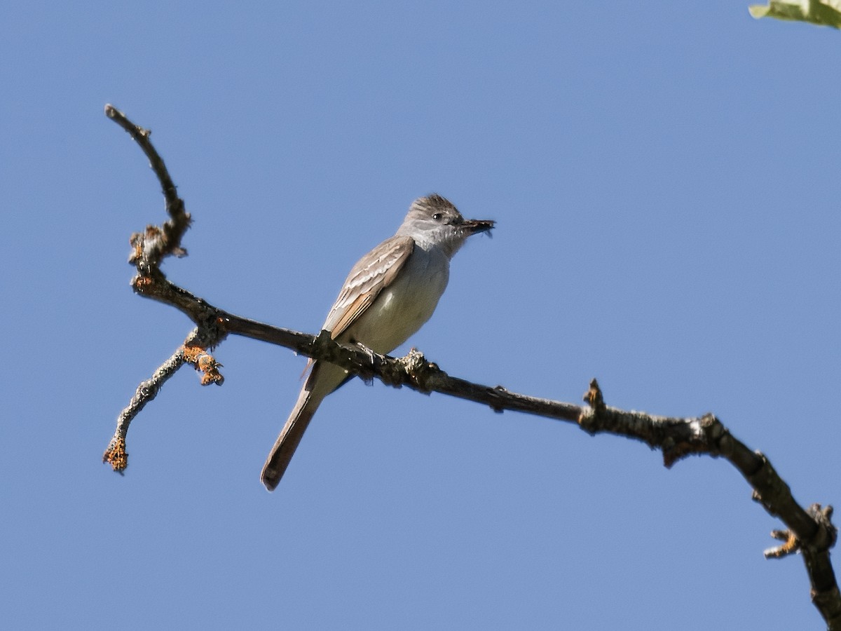 Tyran à gorge cendrée - ML620620334