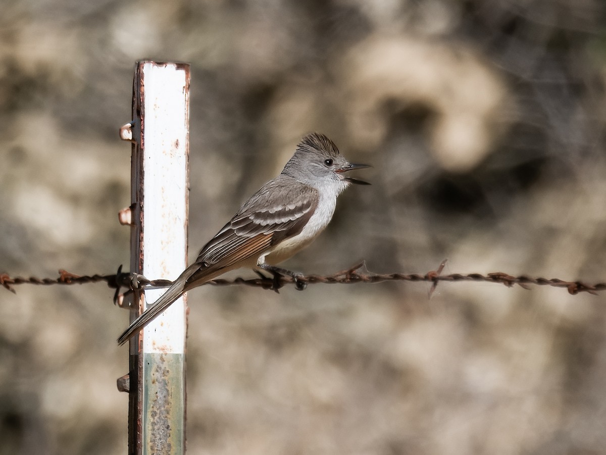 Ash-throated Flycatcher - Deanne Tucker