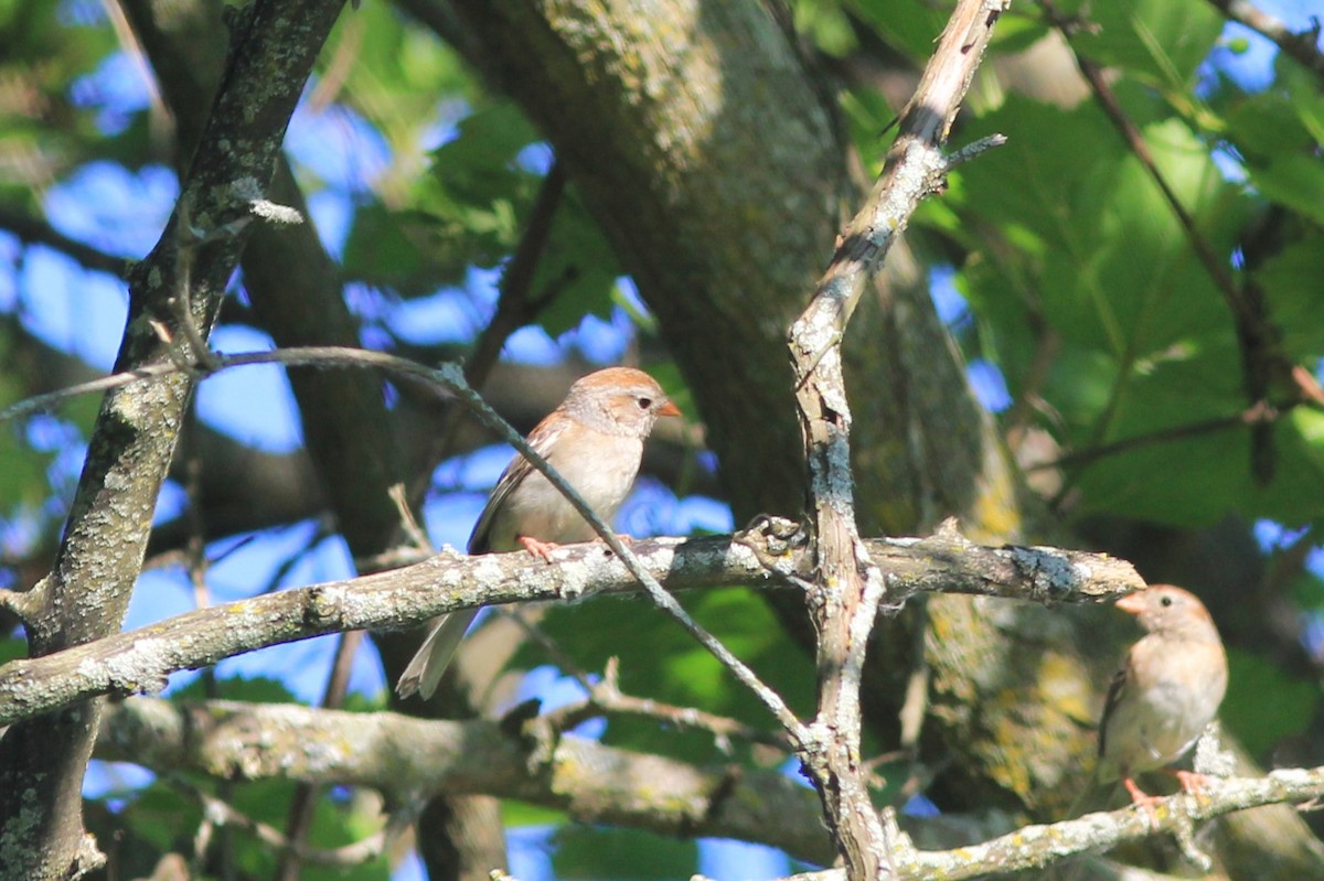 Field Sparrow - ML620620340