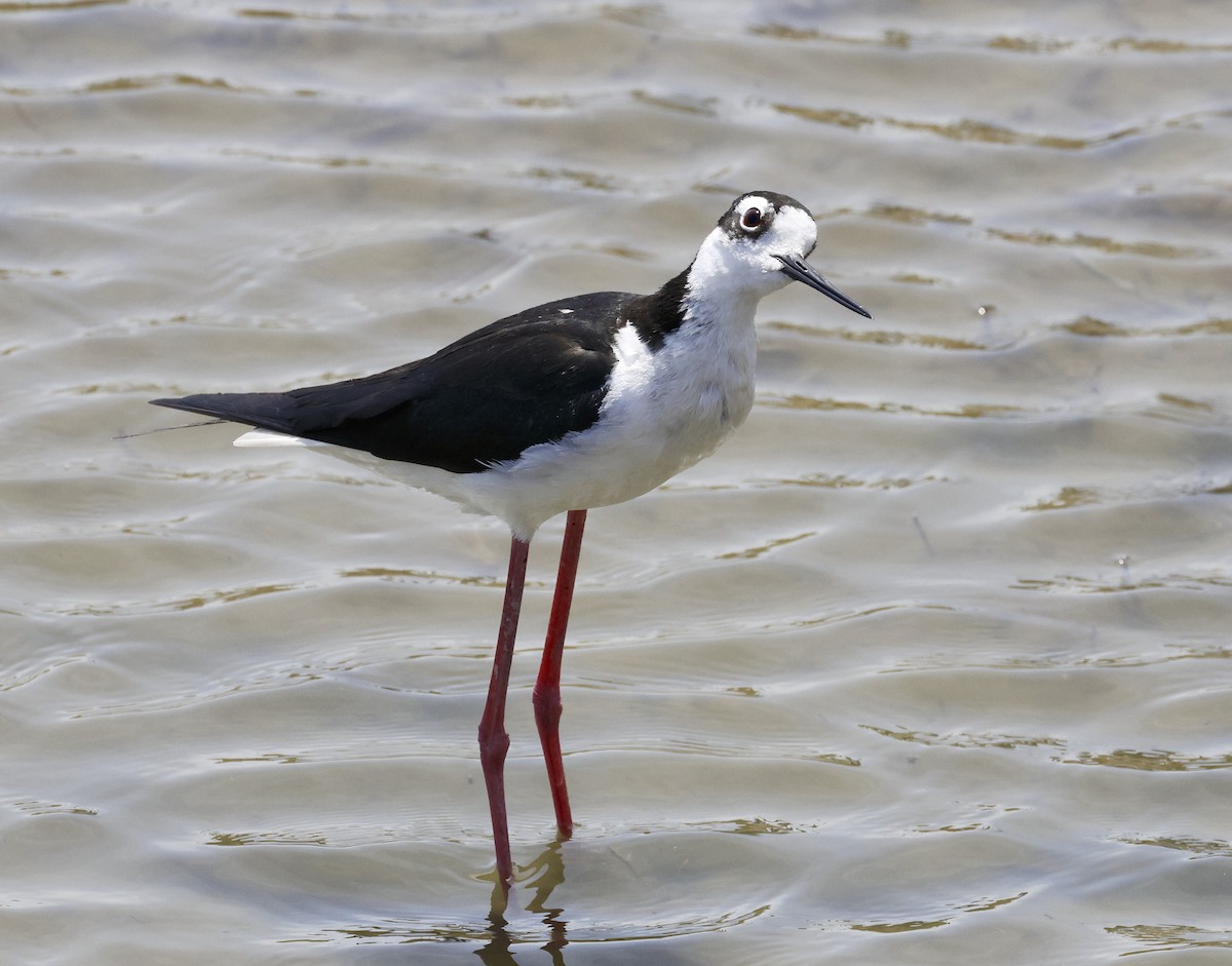 Black-necked Stilt - ML620620343