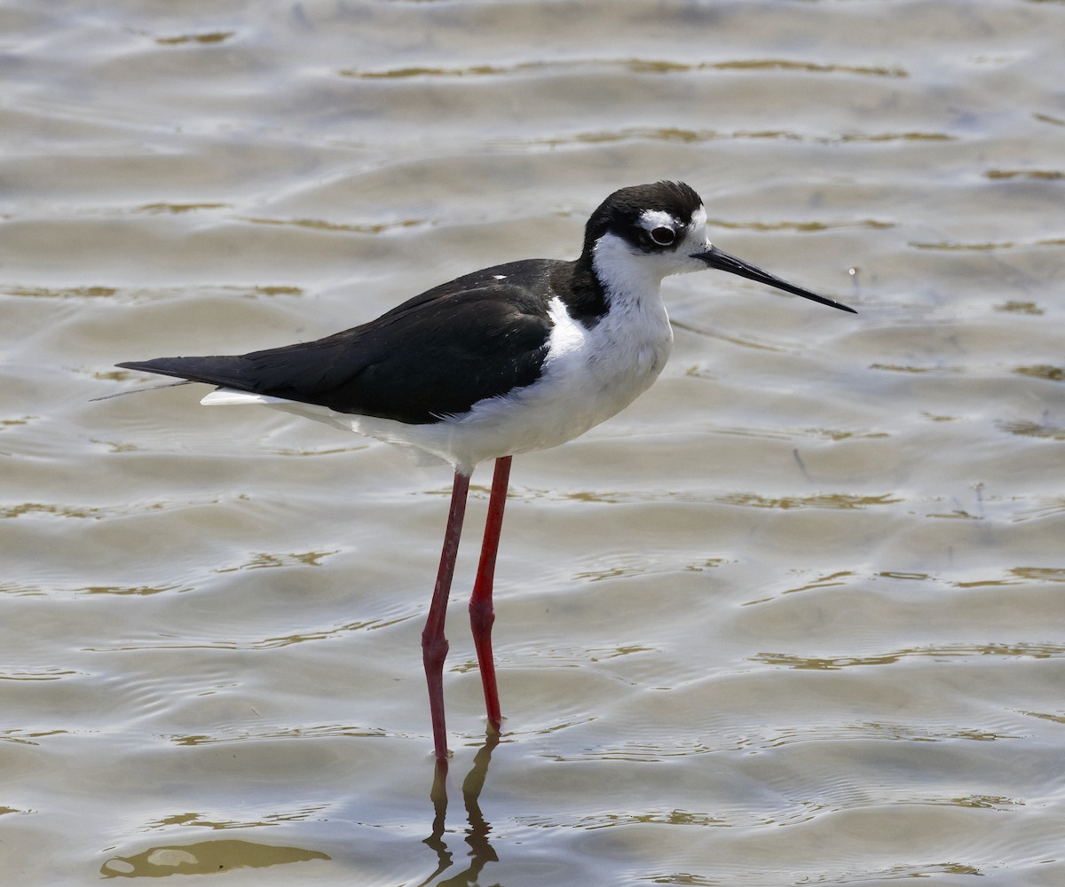 Black-necked Stilt - ML620620344