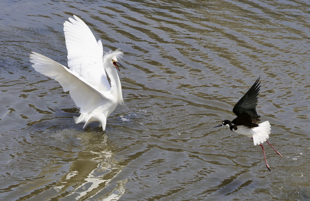 Black-necked Stilt - ML620620345