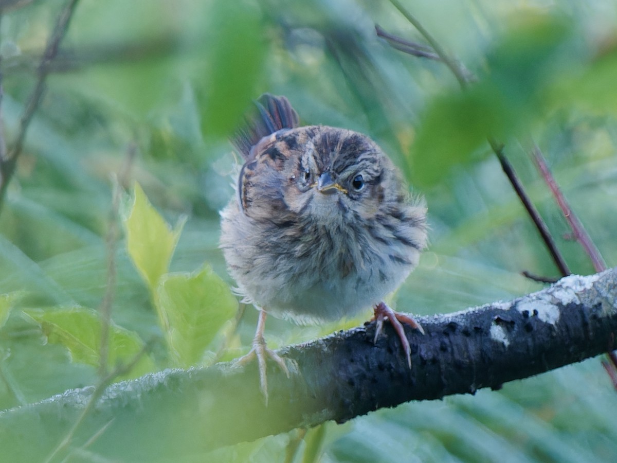 Swamp Sparrow - Daniel Schlaepfer