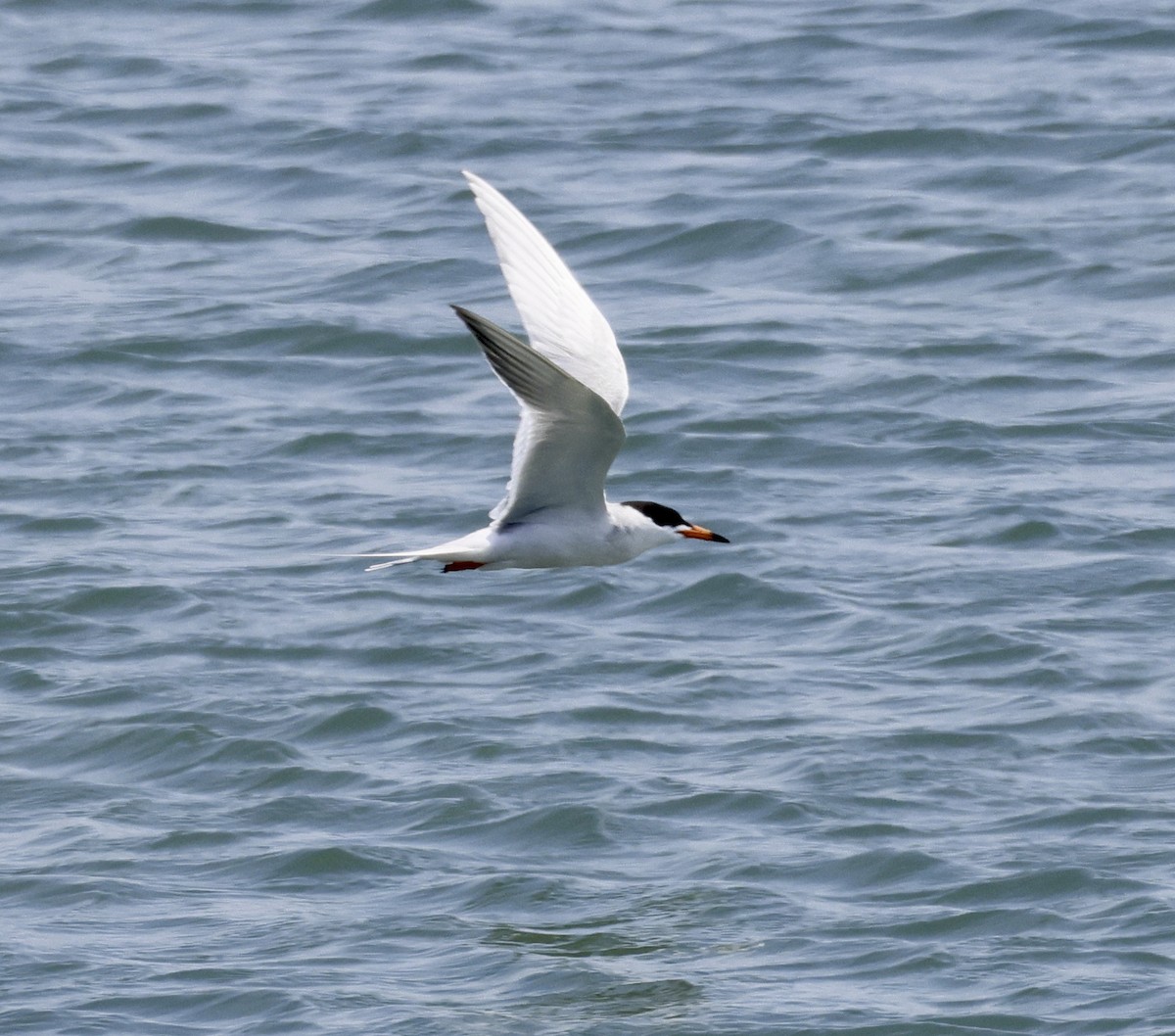 Forster's Tern - ML620620351