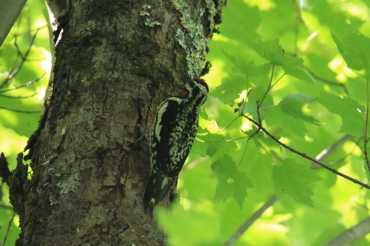 Yellow-bellied Sapsucker - ML620620354