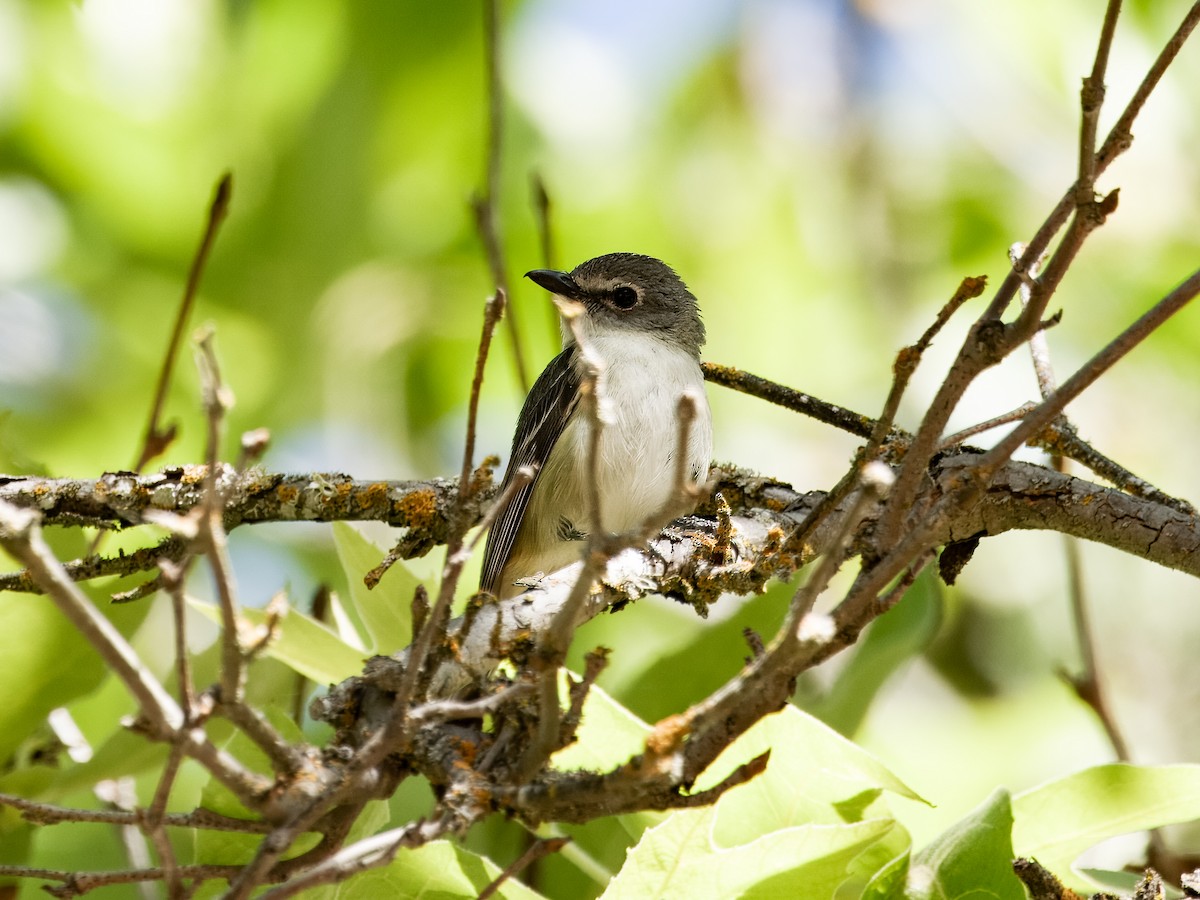 Vireo de Cassin - ML620620355