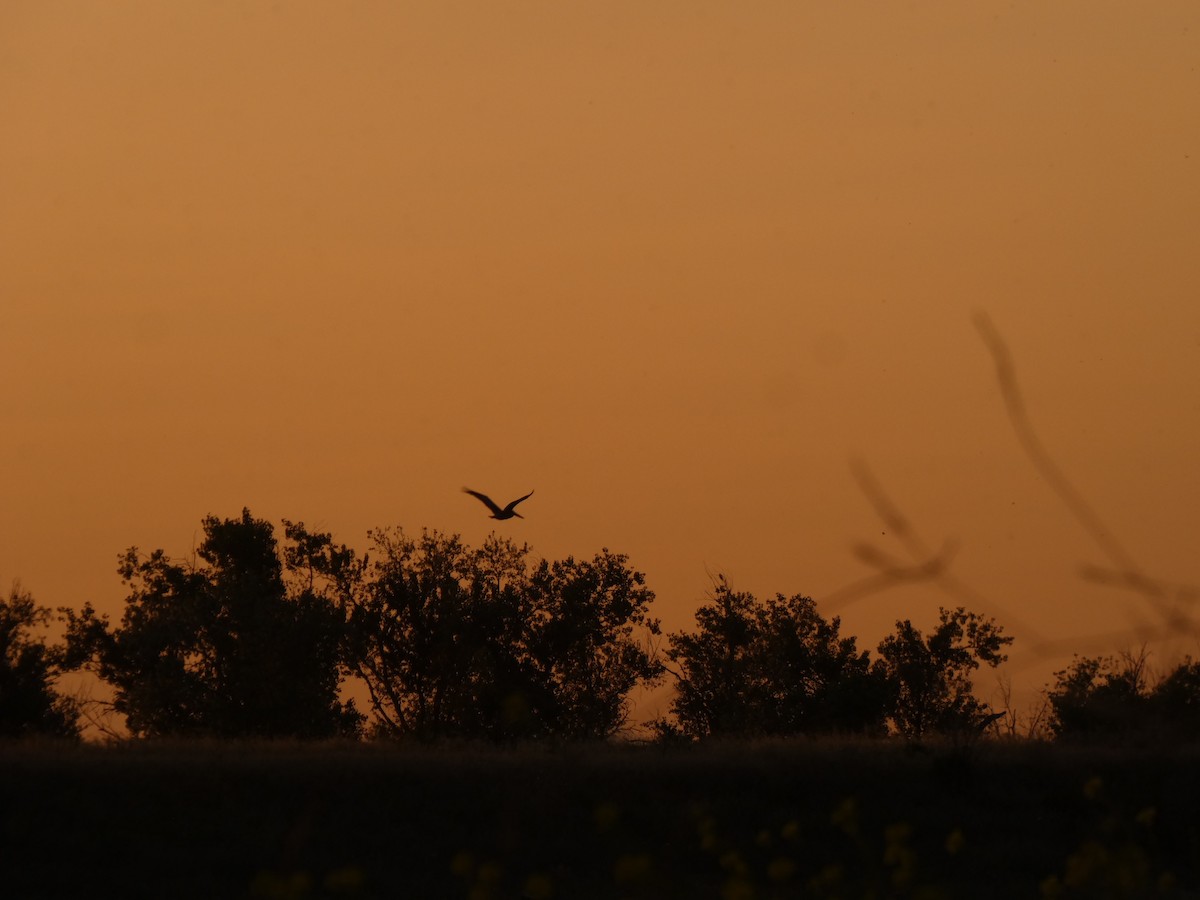 Brown Pelican - ML620620356