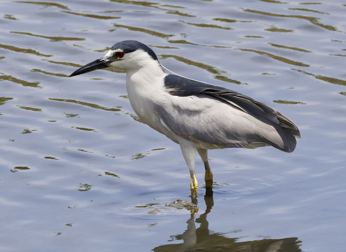 Black-crowned Night Heron - ML620620360