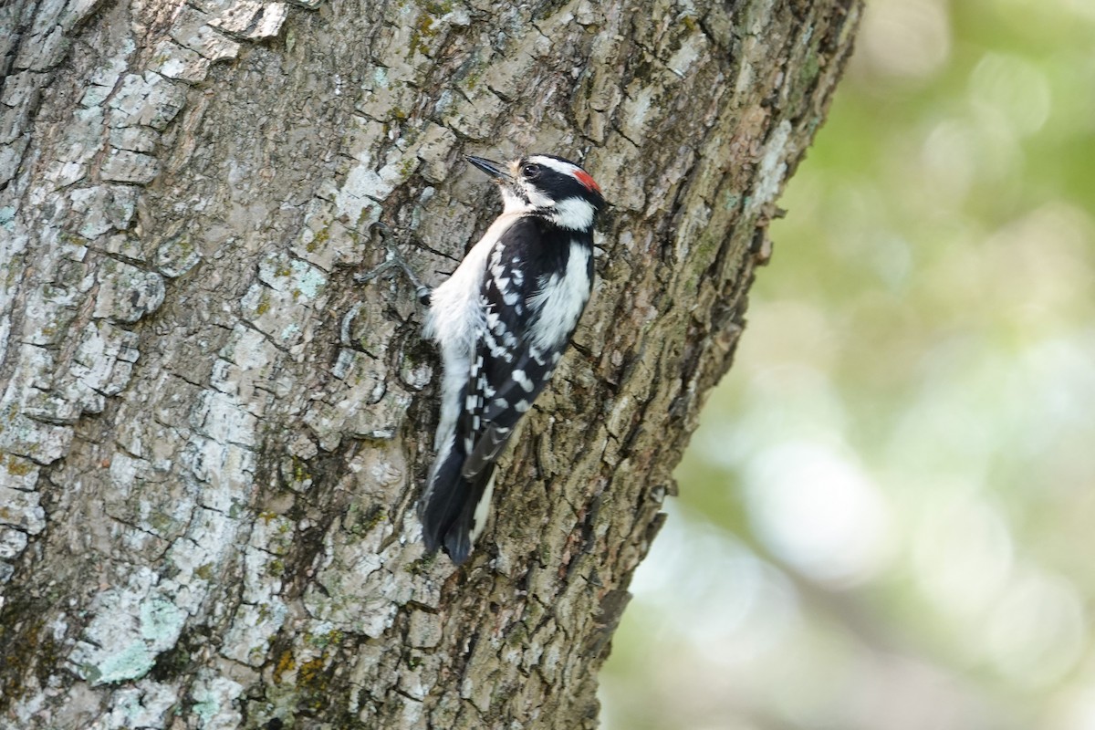 Downy Woodpecker - ML620620364