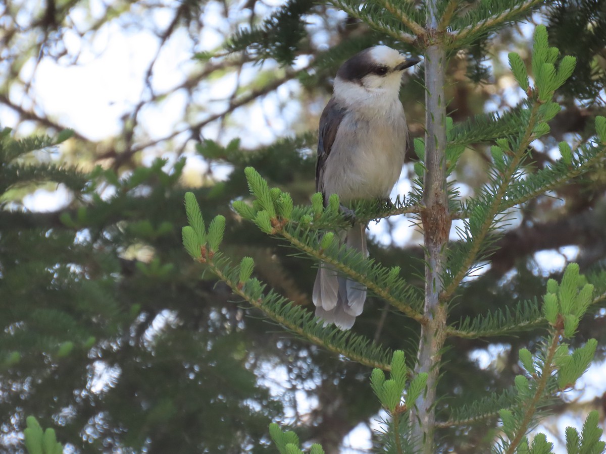 Canada Jay - D Woolverton