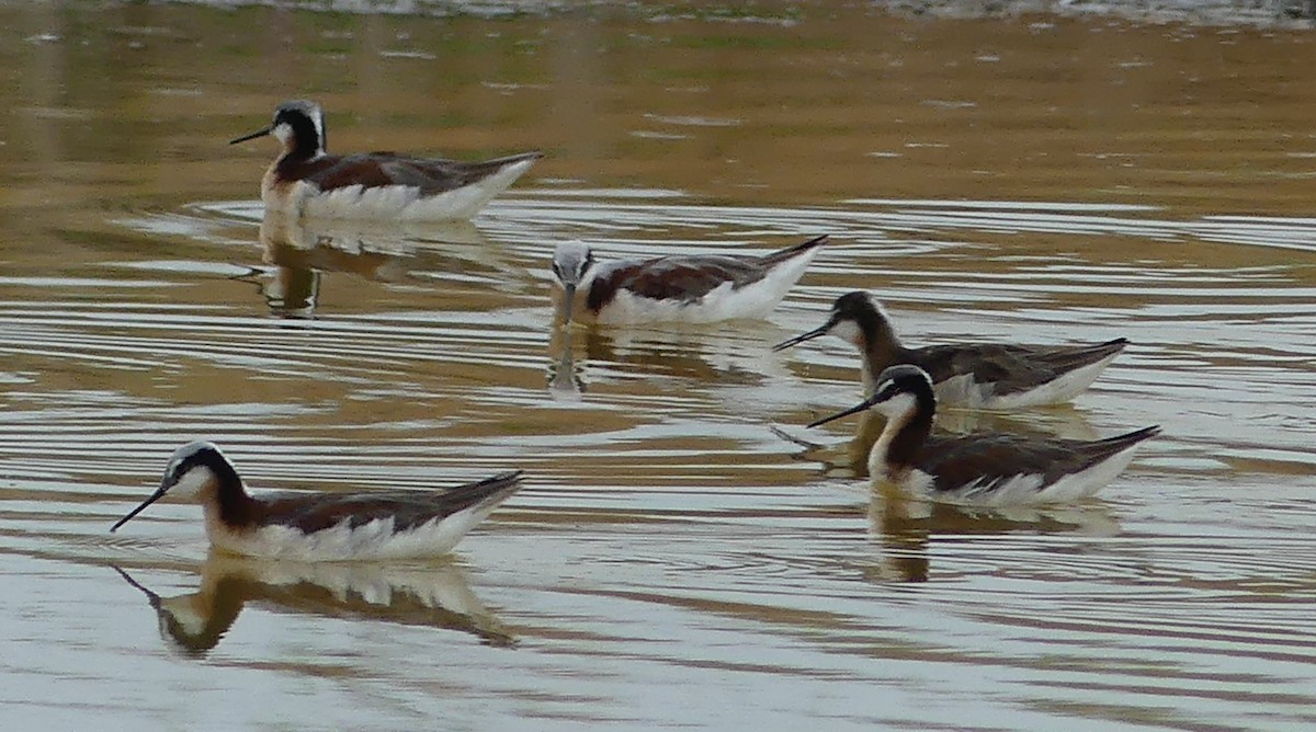 Wilson's Phalarope - ML620620375