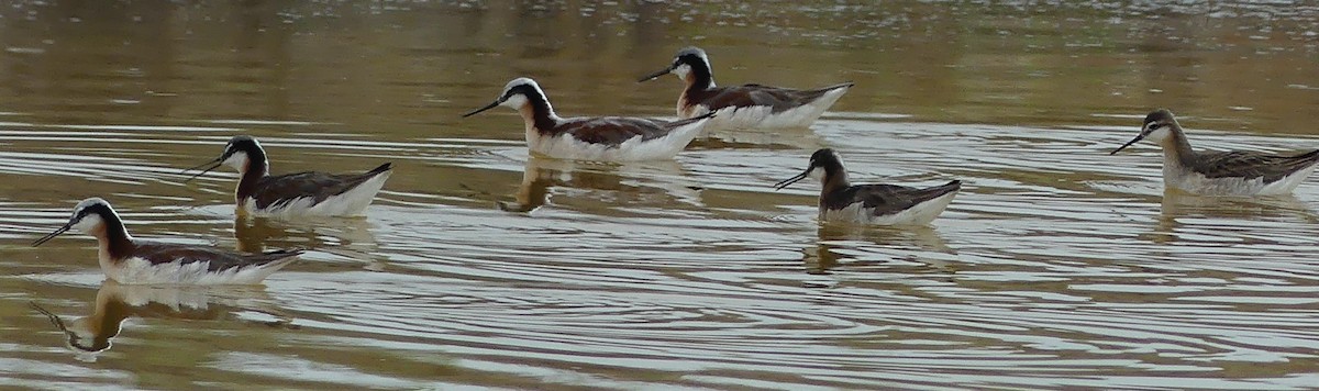 Wilson's Phalarope - ML620620376