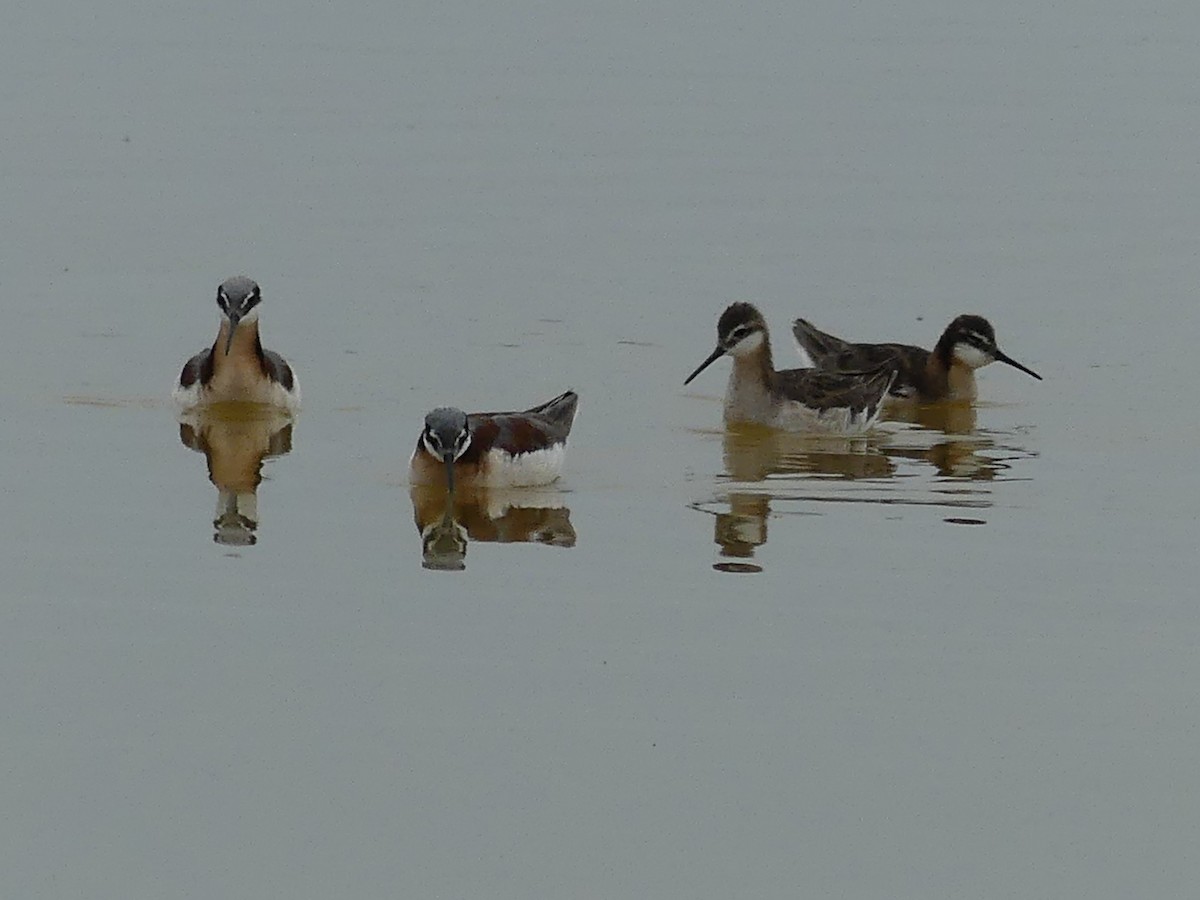 Wilson's Phalarope - ML620620378