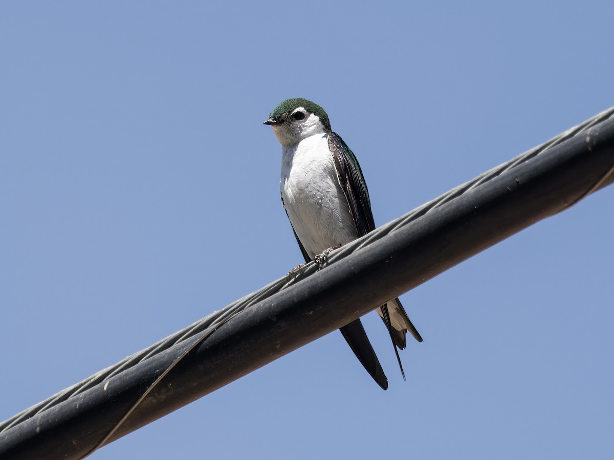 Violet-green Swallow - ML620620379