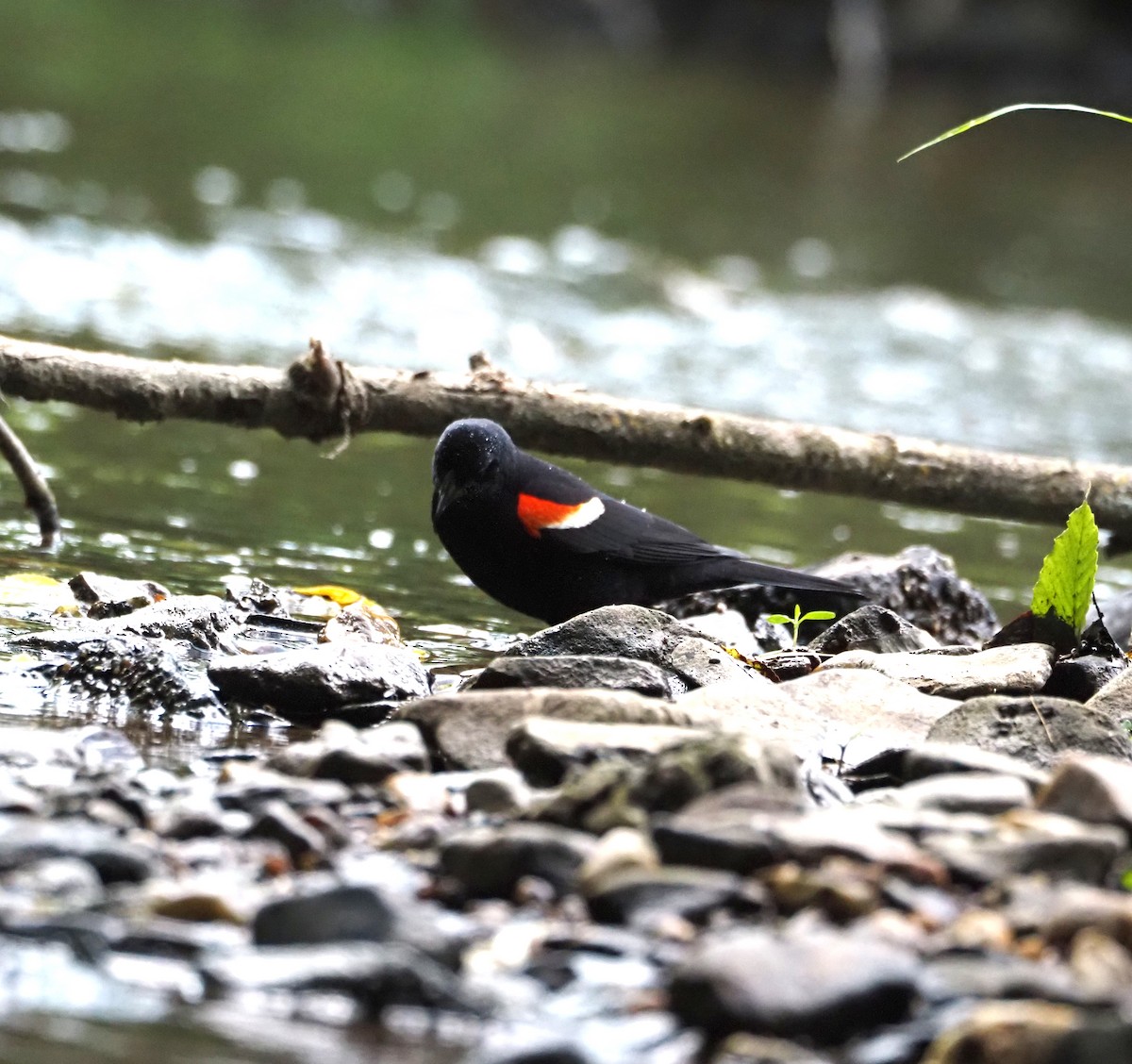 Red-winged Blackbird - ML620620381