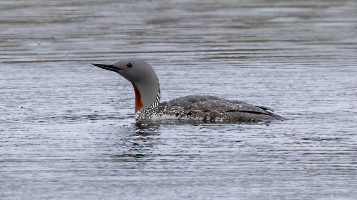 Red-throated Loon - ML620620384