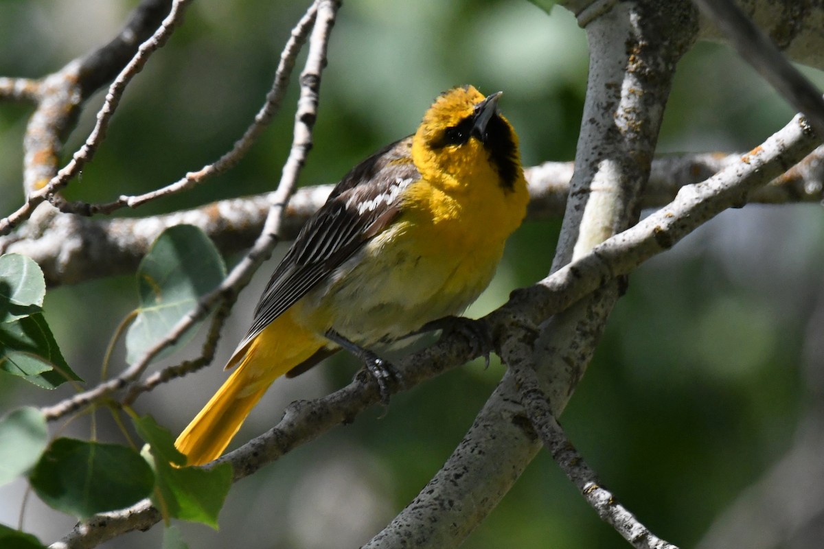 Oriole de Bullock - ML620620385